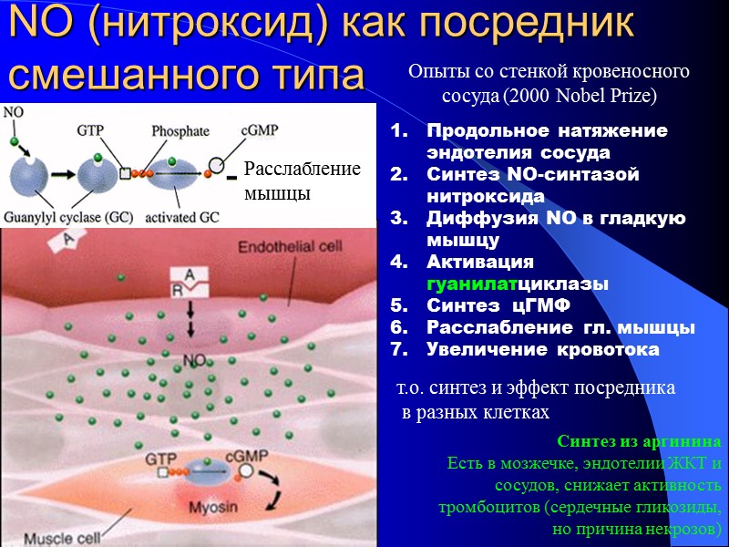 NO (нитроксид) как посредник смешанного типа Расслабление мышцы Опыты со стенкой кровеносного сосуда (2000